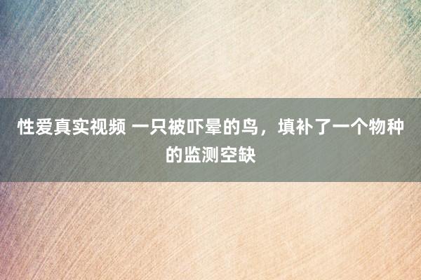 性爱真实视频 一只被吓晕的鸟，填补了一个物种的监测空缺